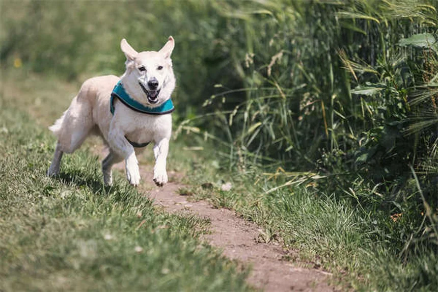犬の痒みに即効！Apoquel®の効果と正しい使い方【獣医師解説】