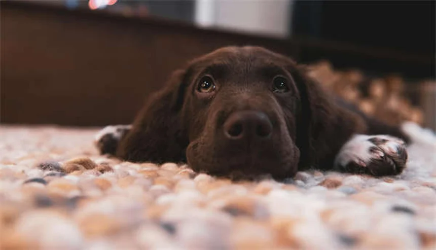 世界で最も賢い犬種トップ18｜知性が光る犬たちを徹底解説