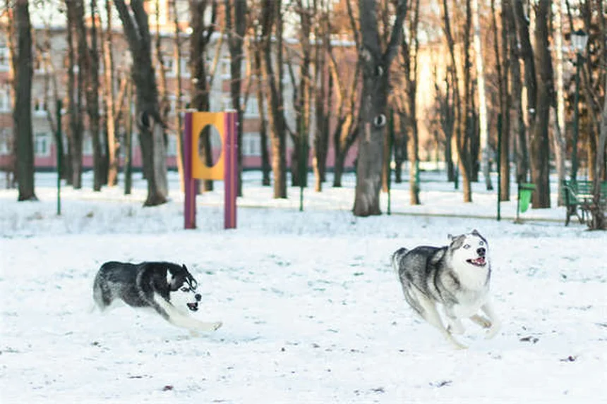 犬の脊髄空洞症(SM)とキアリ様奇形(CM)とは？症状と治療法を解説