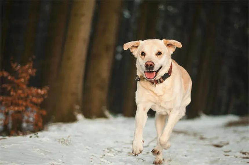 愛犬のための安全なノミ駆除薬の選び方【獣医師推奨】