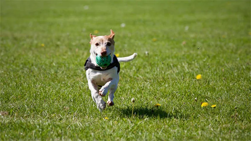 犬のナルコレプシーとは？症状・原因・治療法を徹底解説