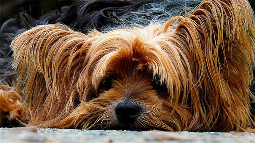 犬のナルコレプシーとは？症状・原因・治療法を徹底解説