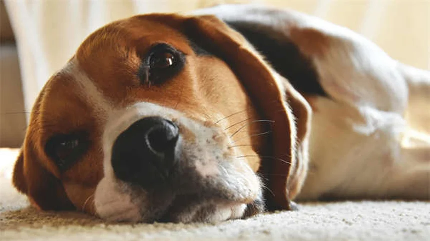 犬に危険な精油12選！安全に使う5つのルールも解説