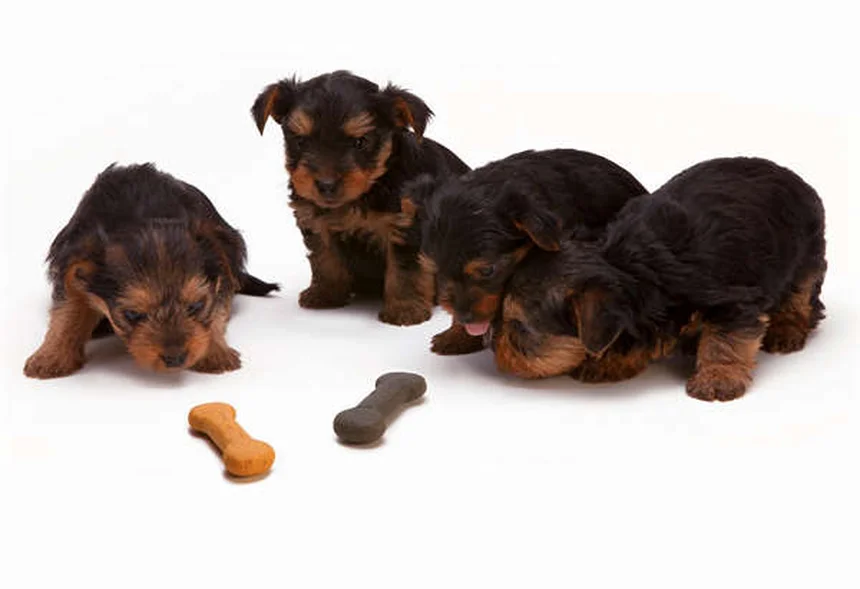 犬猫の耳掃除に革命！Cerumene™の効果的な使い方