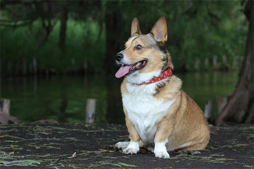 犬の白血病とは？症状・治療法を獣医が徹底解説