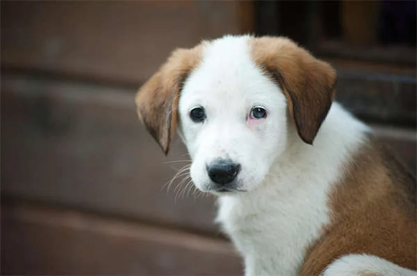 犬の白血病とは？症状・治療法を獣医が徹底解説