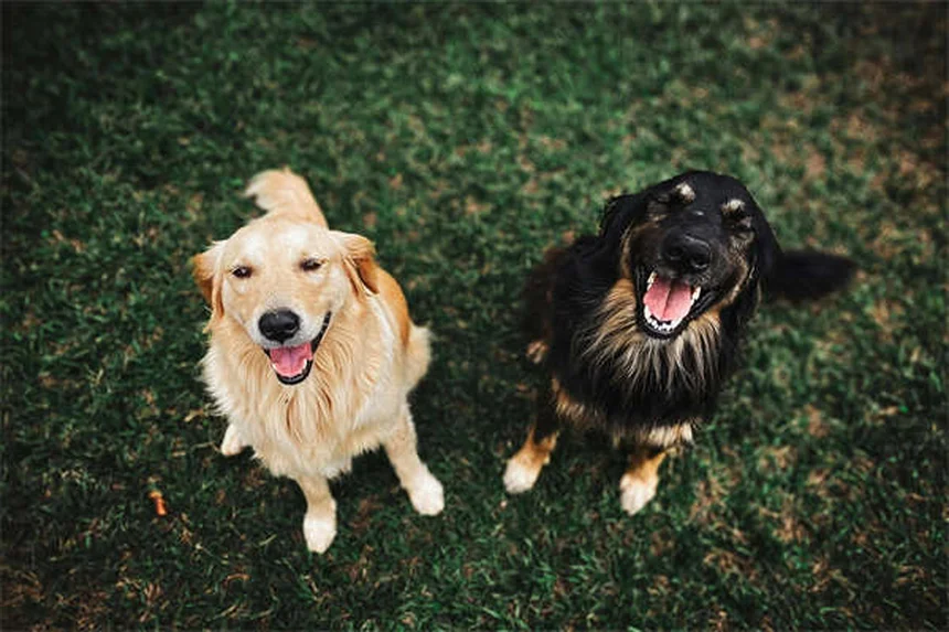 愛犬がおしっこできない時の緊急対処法【獣医師が解説】