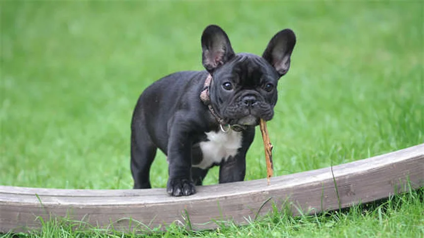 愛犬がおしっこできない時の緊急対処法【獣医師が解説】