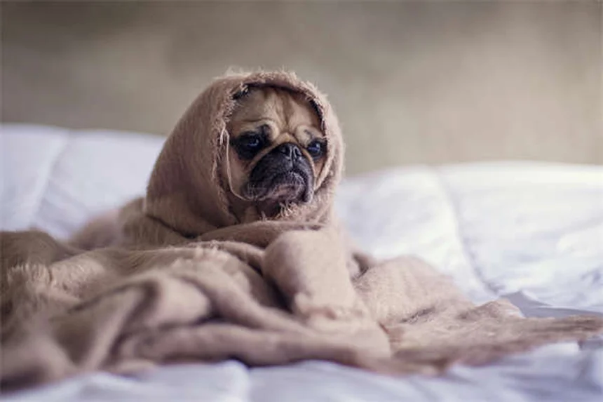 犬のいじめ行動を見分ける3つのポイントと効果的な対処法