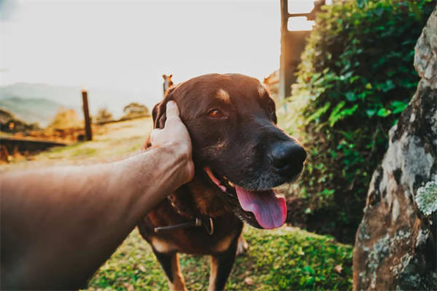 子犬に成犬用フードは危険？正しい選び方と栄養管理のコツ