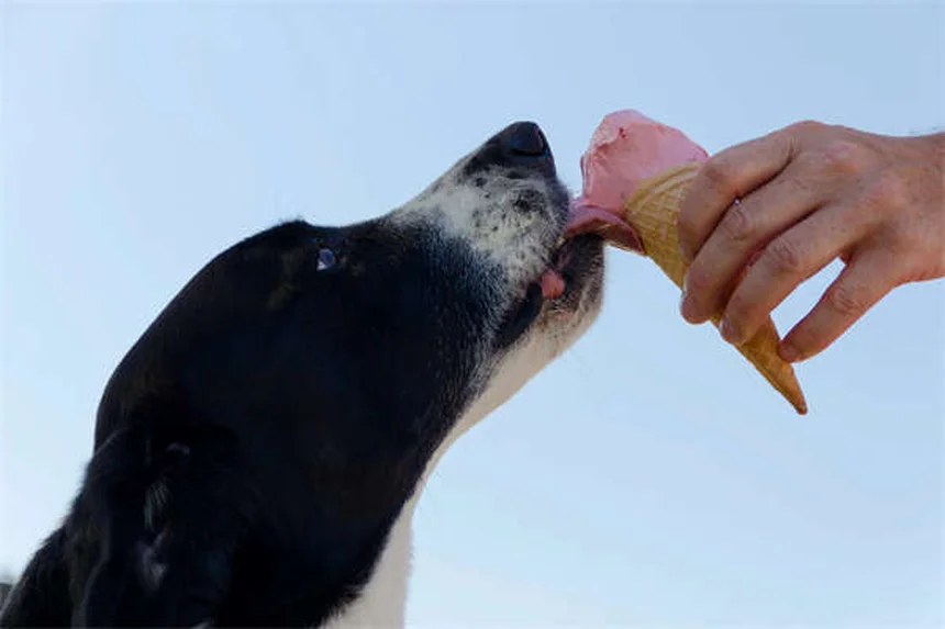 犬のてんかんとは？症状・原因・治療法を徹底解説