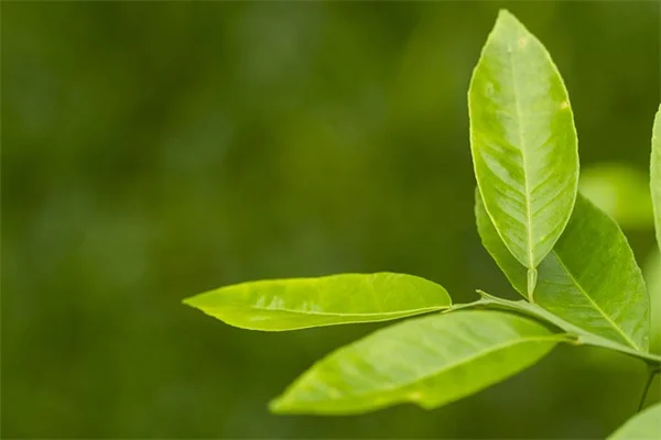 猫の歯茎が赤い原因と対処法｜獣医師が教える7つのサイン