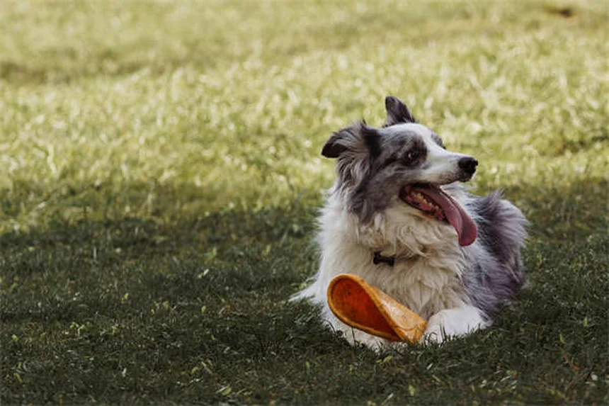 犬の予防接種は必要？プロが教える必須ワクチンとスケジュール