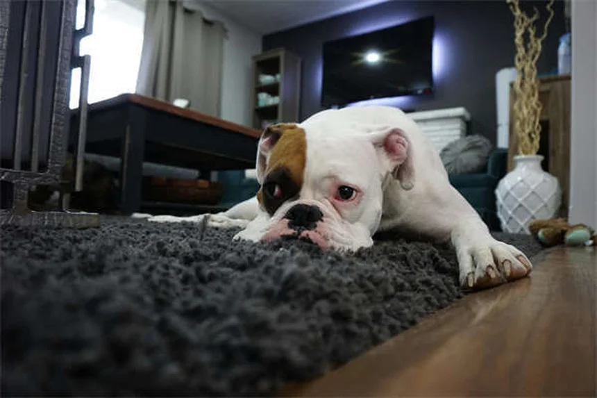 犬のハートワーム陽性とは？症状から治療・予防まで徹底解説