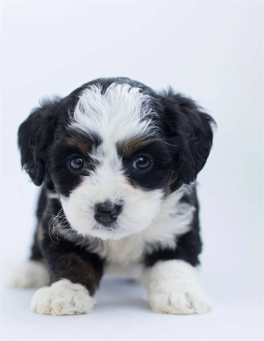 犬のノミ・ダニ駆除薬はどれくらいで効く？効果的な駆除方法3選
