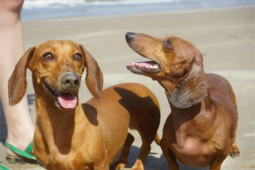 犬のノミ・ダニ駆除薬はどれくらいで効く？効果的な駆除方法3選