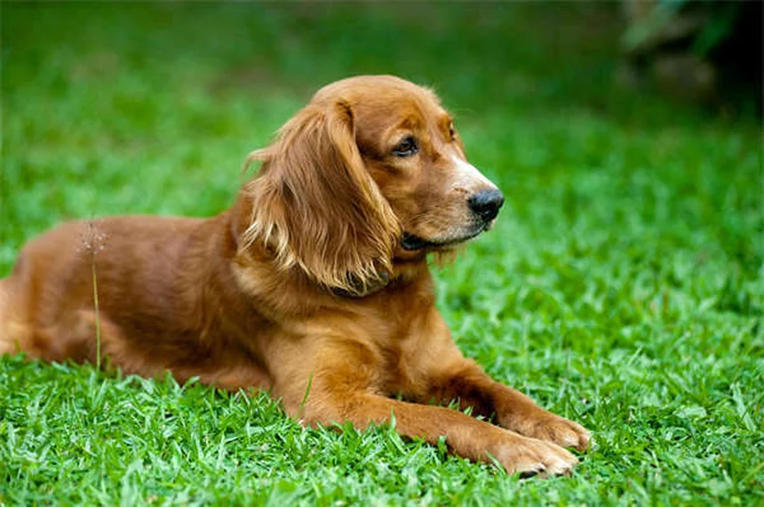 犬の歯がカタカタ鳴る原因と対処法｜獣医師が解説