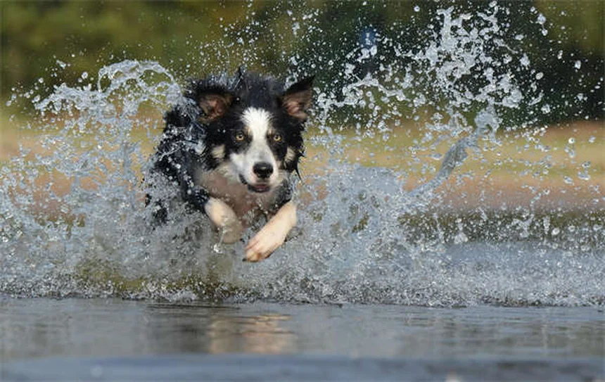 犬の歯がカタカタ鳴る原因と対処法｜獣医師が解説