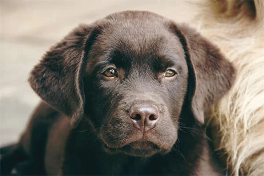 愛犬と楽しむ庭遊び5選｜ストレス解消＆問題行動改善に効果的