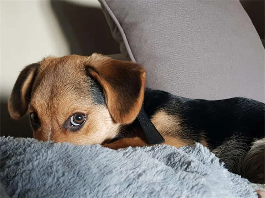 愛犬と楽しむ庭遊び5選｜ストレス解消＆問題行動改善に効果的