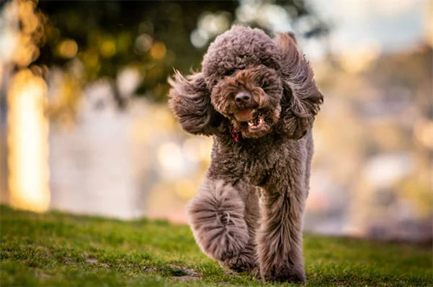 犬の知育トイ16選！脳を刺激するおすすめおもちゃで愛犬のストレス解消