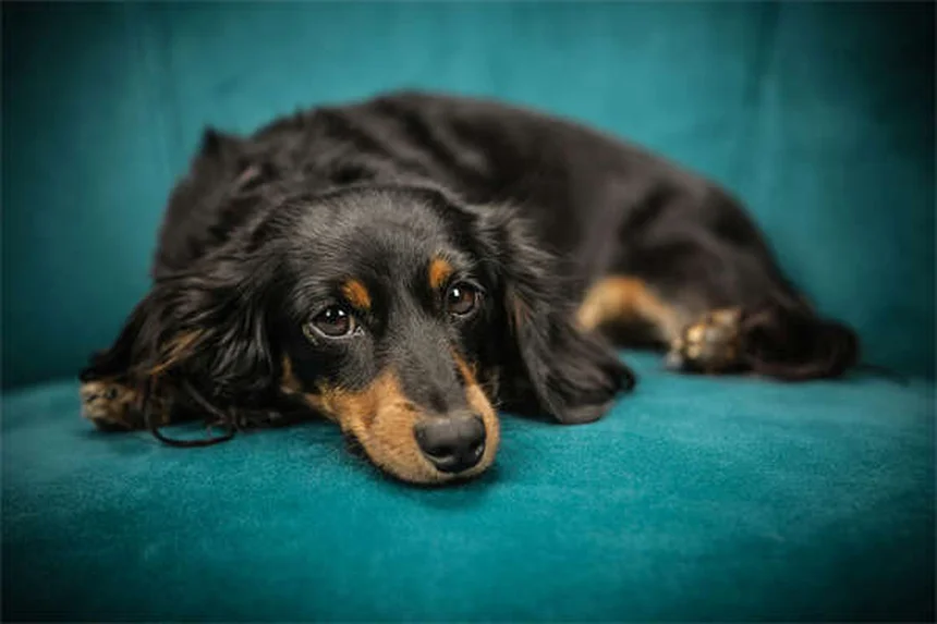 犬の知育トイ16選！脳を刺激するおすすめおもちゃで愛犬のストレス解消