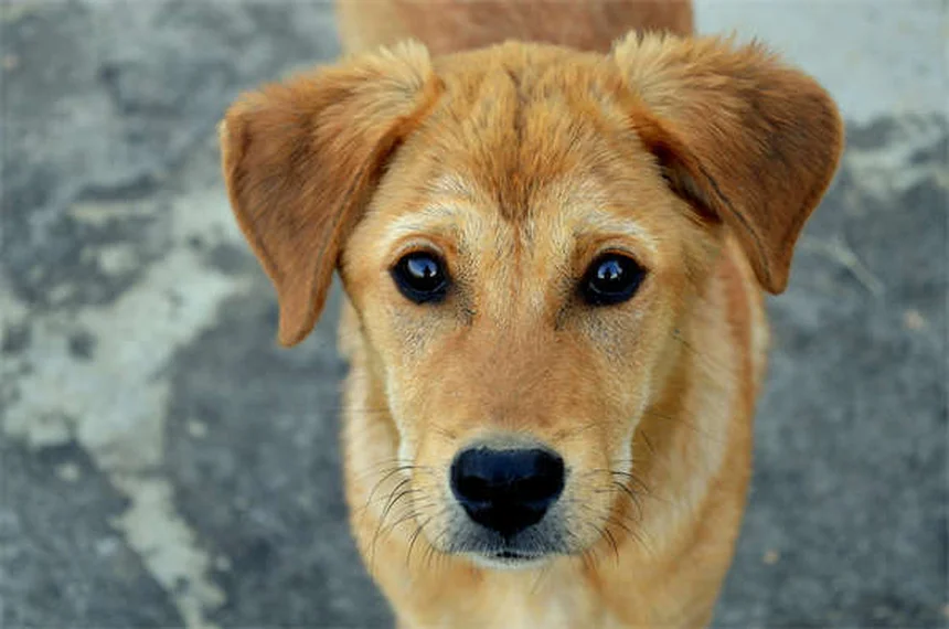 犬や猫は悲しみを感じる？ペットのグリーフサインと対処法