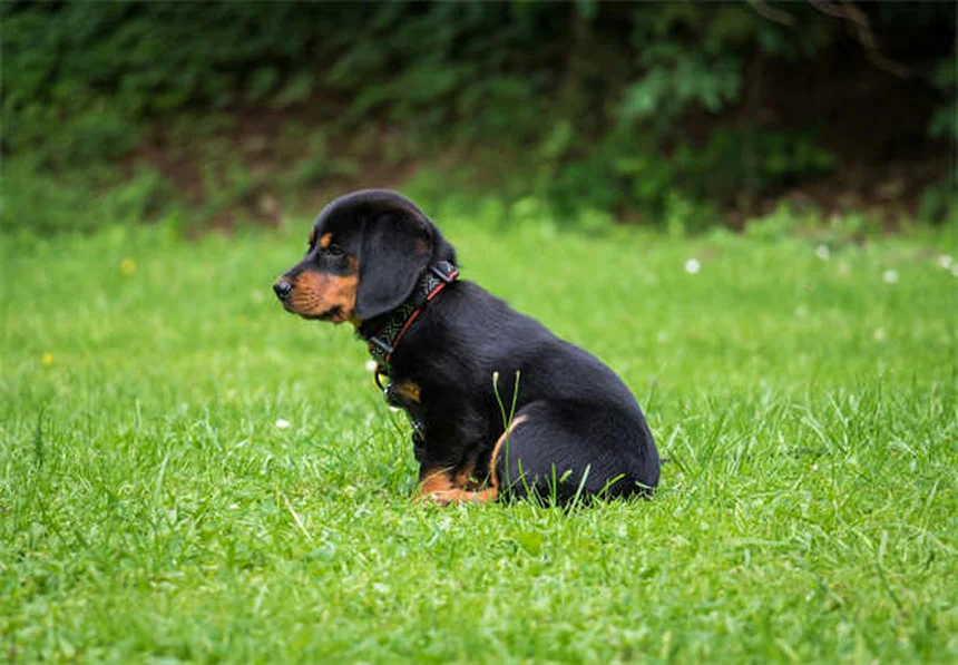 犬のパニック発作とは？症状と対処法を獣医師が解説