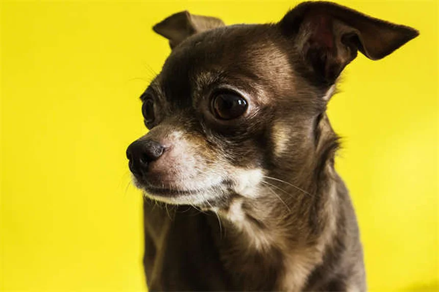 犬猫のアモキシシリン完全ガイド｜副作用から正しい使い方まで