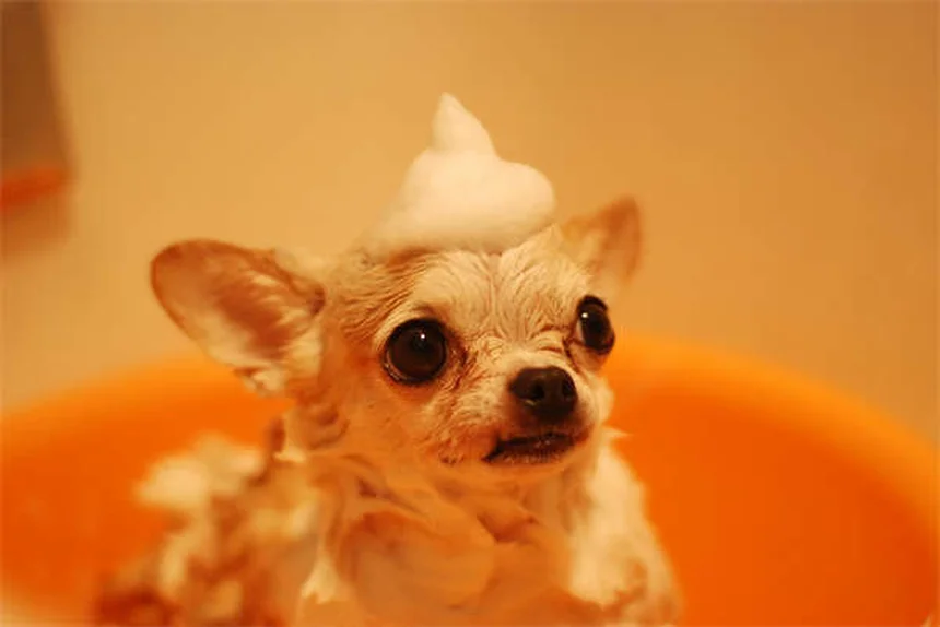 犬の散歩で絶対にやってはいけない5つのこと【プロが解説】