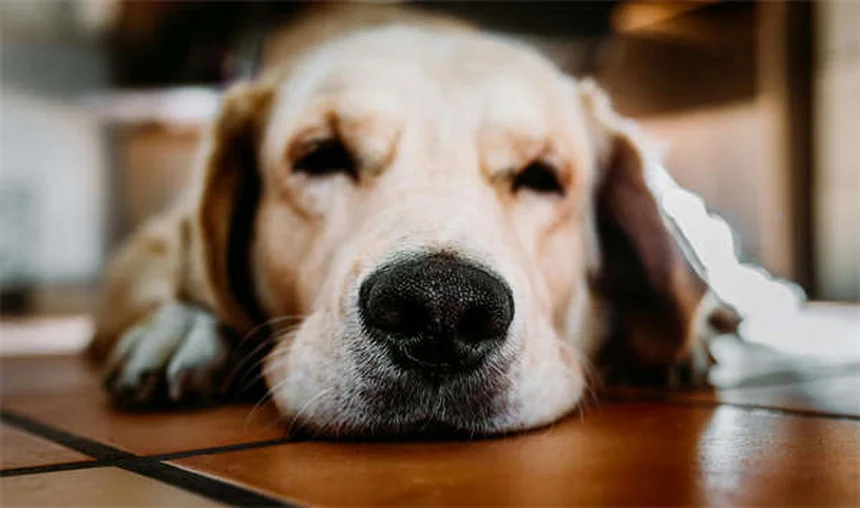 犬が撫でられるのを嫌がる理由と対処法5選【獣医師監修】