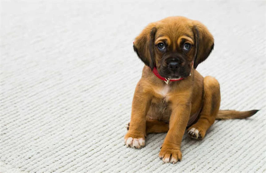 犬が撫でられるのを嫌がる理由と対処法5選【獣医師監修】