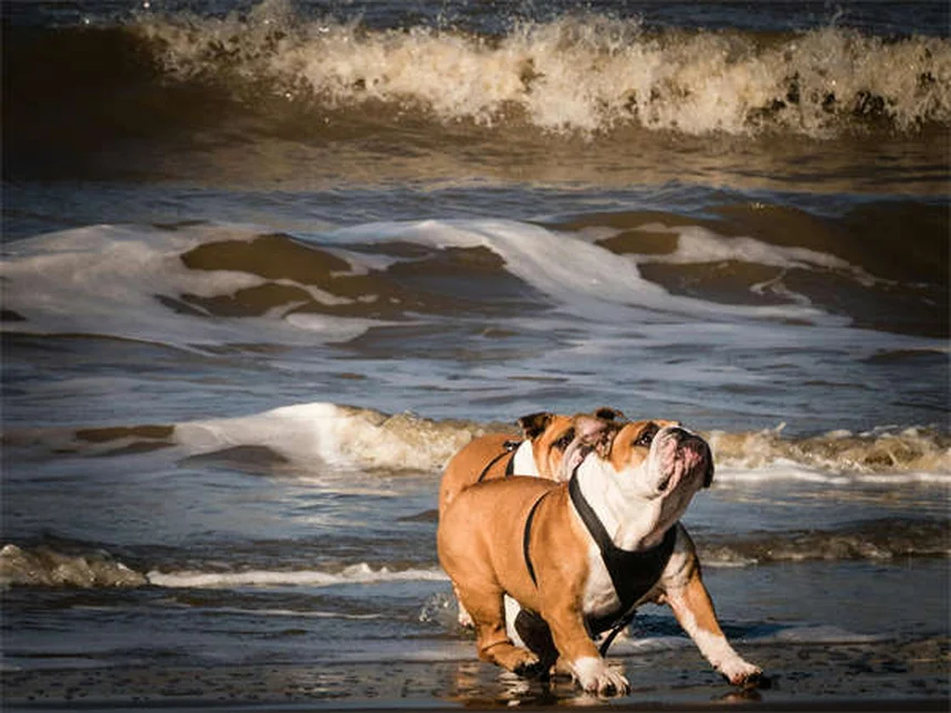 犬が撫でられるのを嫌がる理由と対処法5選【獣医師監修】