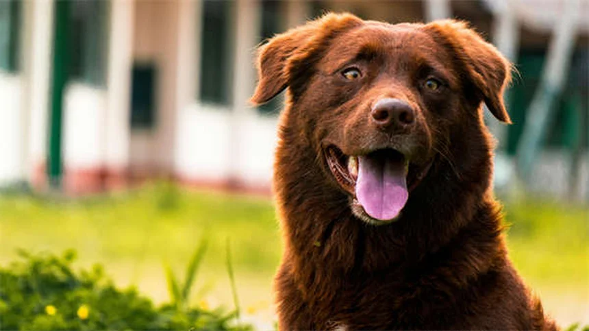 犬のしつけで命を守る！4つの基本コマンドと簡単トレーニング方法