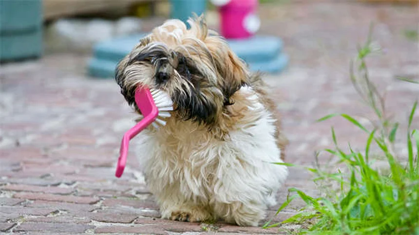 犬のノミ取り櫛の正しい使い方と選び方【完全ガイド】