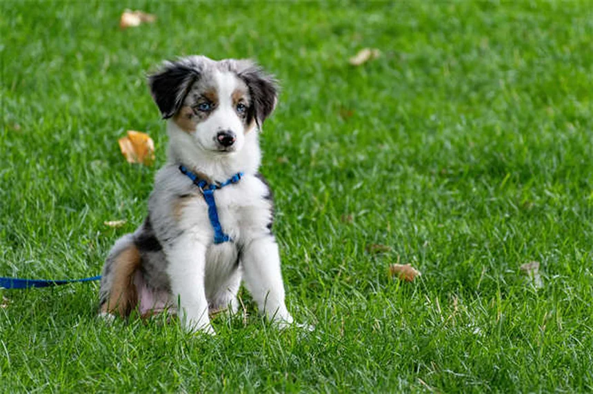 犬のノミ取り櫛の正しい使い方と選び方【完全ガイド】