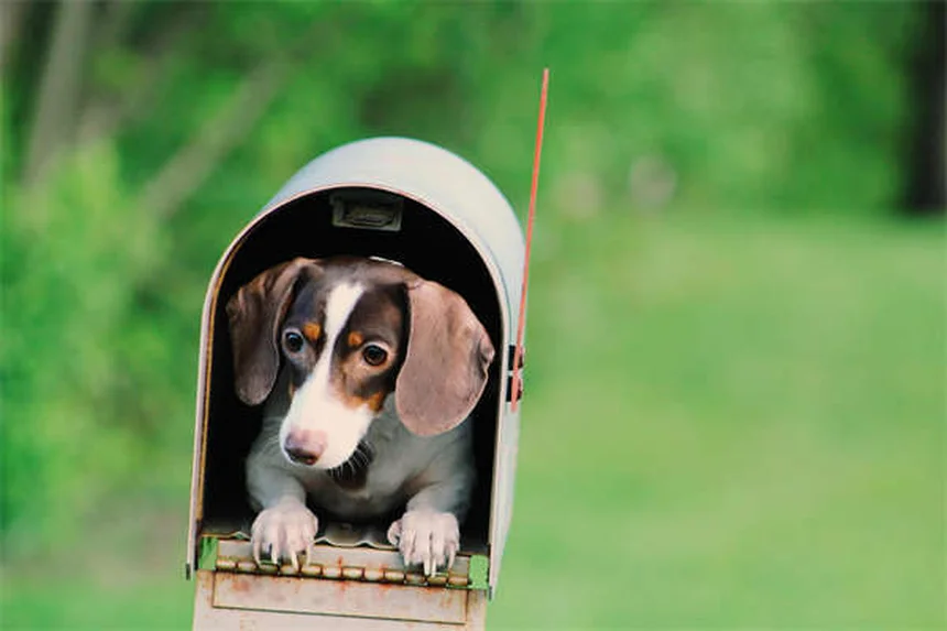 犬が吠える5つの理由とすぐ試せる対処法