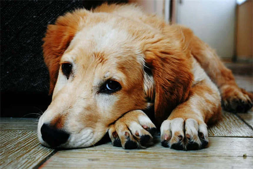 犬の痒みに効くサイトポイント注射の効果と副作用【獣医師解説】