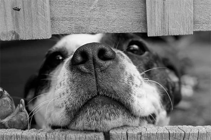 犬の白内障の症状と治療法を獣医師が完全ガイド