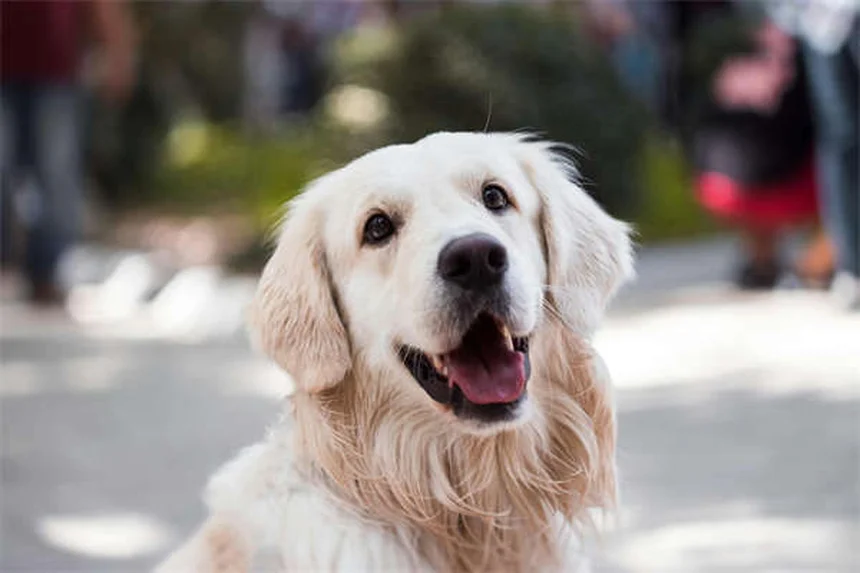犬のFCE（線維軟骨塞栓症）とは？症状から治療法まで徹底解説