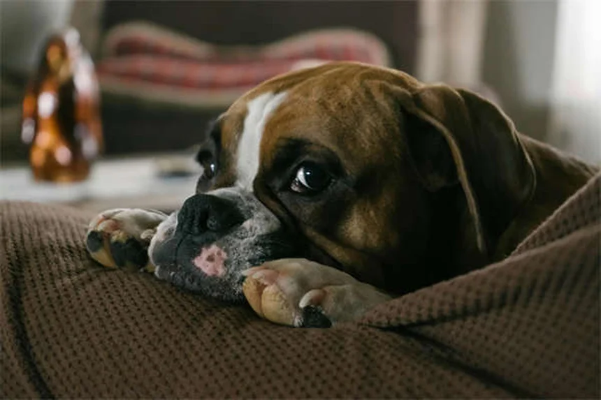 パピーストラングルって何？子犬の顔が腫れる原因と治療法を経験者が解説