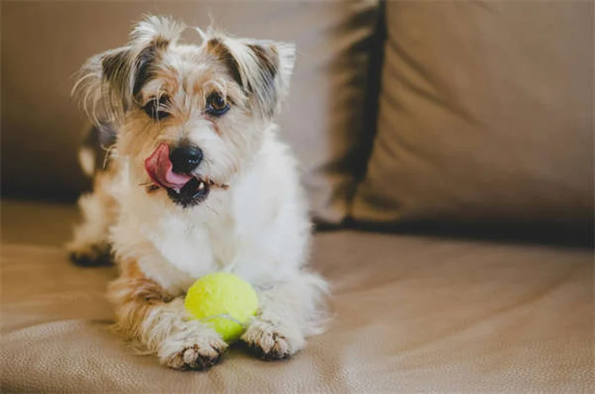 犬の軽い不調に効く！獣医師が教える8つの家庭療法と絶対NGな症状13選