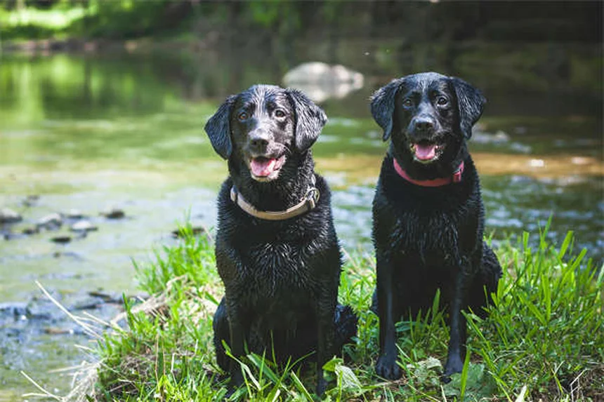 犬に猫用ノミダニ薬を使うのは危険？絶対に知っておきたい5つの理由