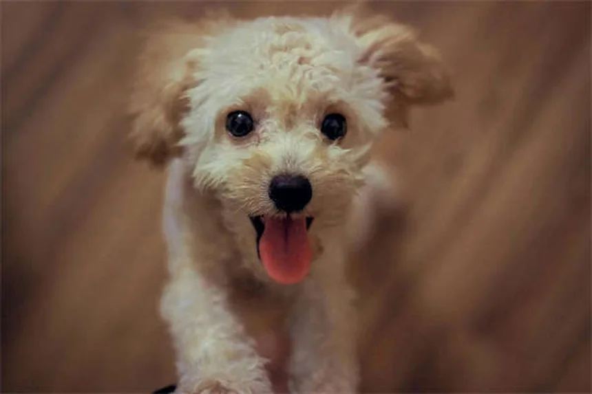 犬に猫用ノミダニ薬を使うのは危険？絶対に知っておきたい5つの理由